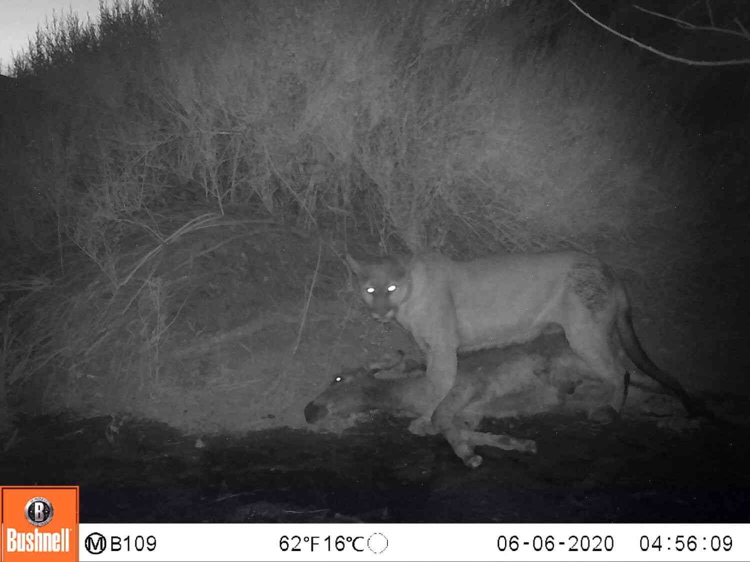 The Mountain Lions Are Killing Wild Donkeys